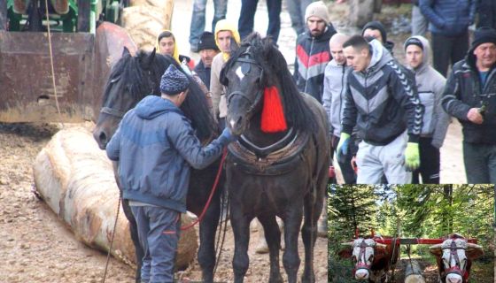 Вуку трупац и конопац - за награде и престиж